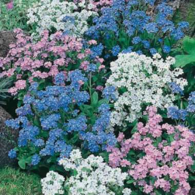 Myosotis
