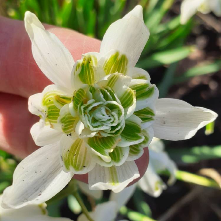 plant image 1562649