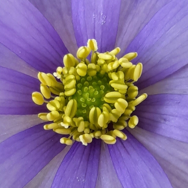 Anemonoides blanda syn. Anemone blanda