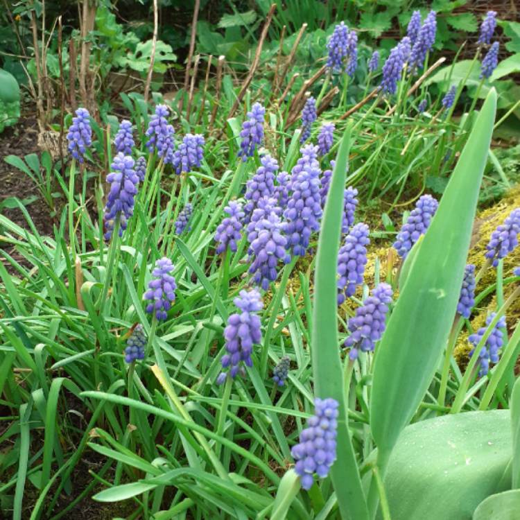 plant image 1571872 plant image 1571872