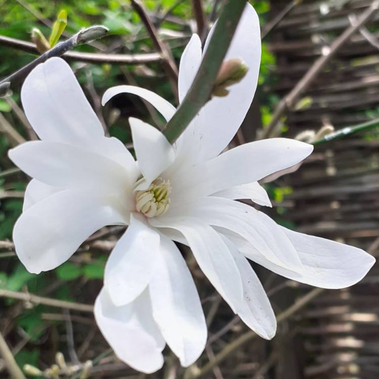 plant image 1578021