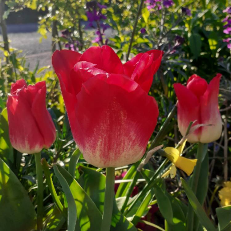 plant image 1579570