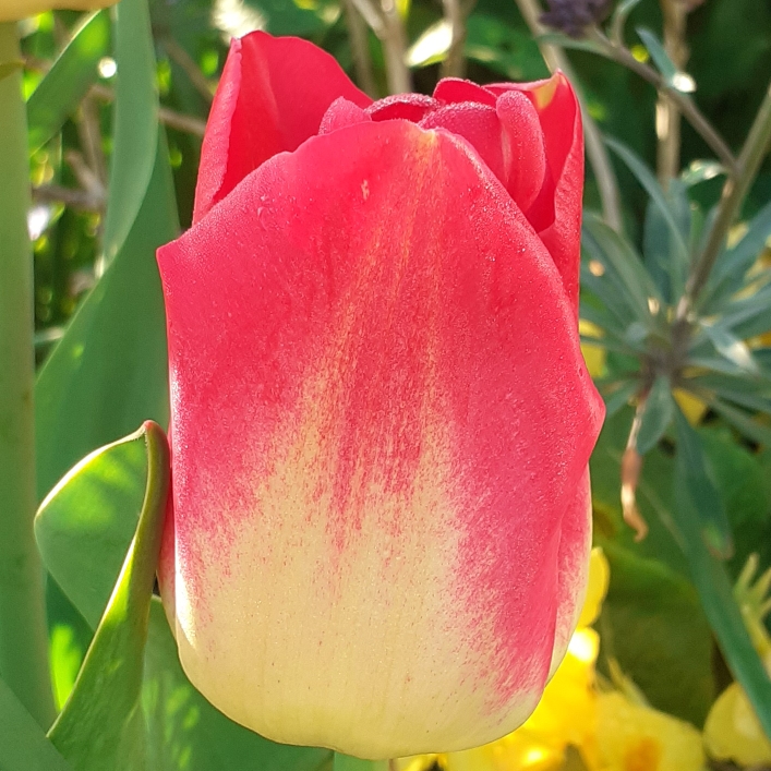 Plant image Tulipa 'Match'
