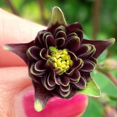 Aquilegia