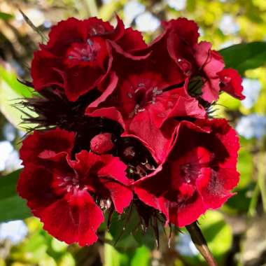 Dianthus barbatus