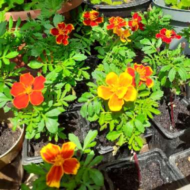 Tagetes patula hybrids