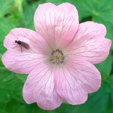 Geranium x oxonianum 'Wargrave Pink'