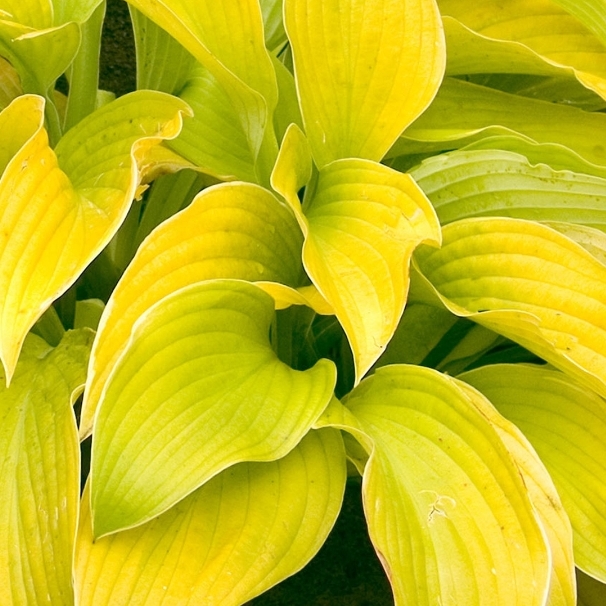 plant image 1591248