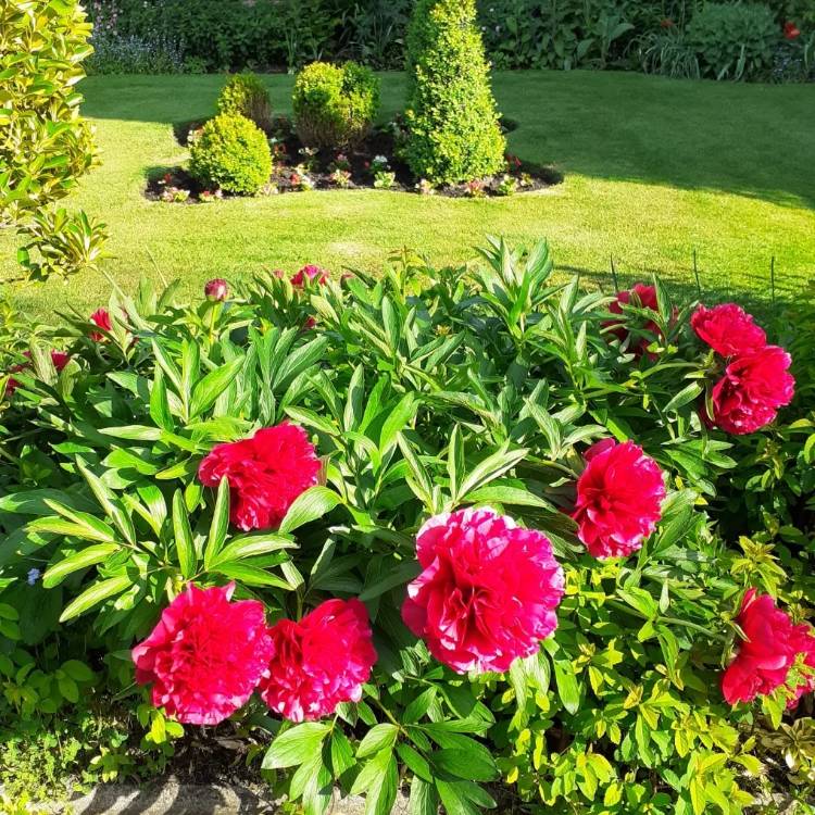 plant image 1592139