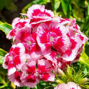 Dianthus barbatus