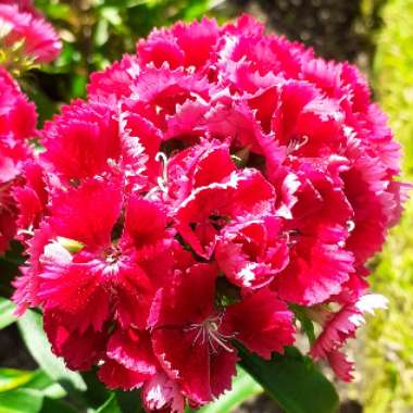 Dianthus barbatus