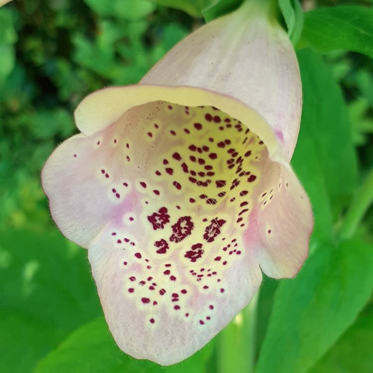 Plant image Digitalis purpurea 'Excelsior Hybrid Mixed'