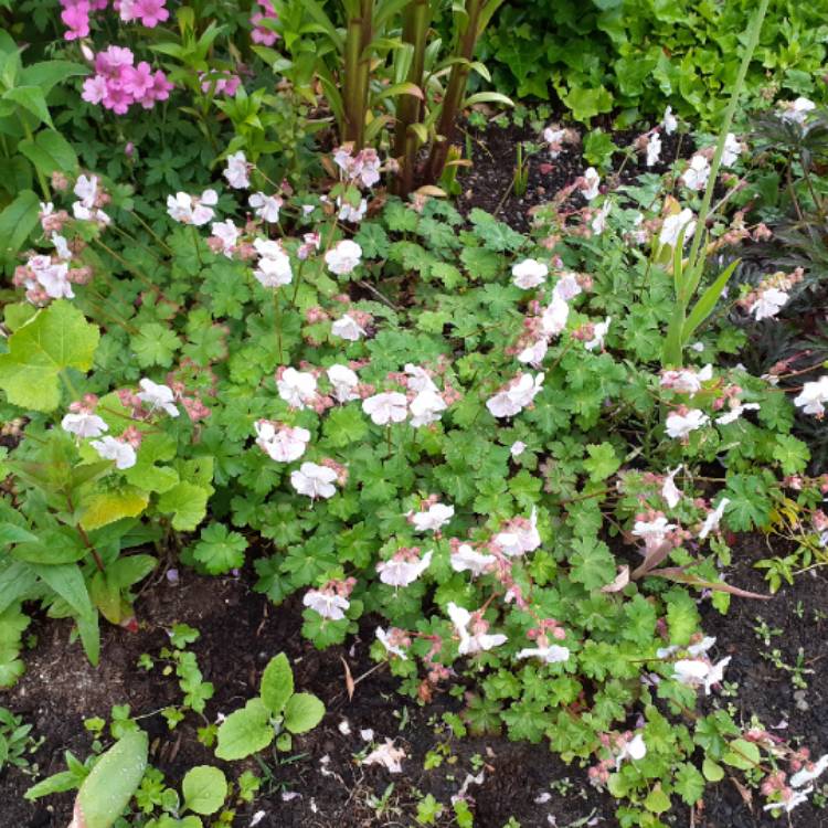 plant image 1592847 plant image 1592847