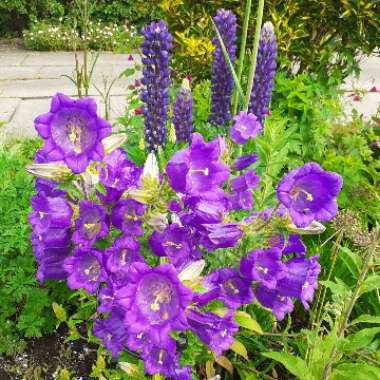 Campanula medium
