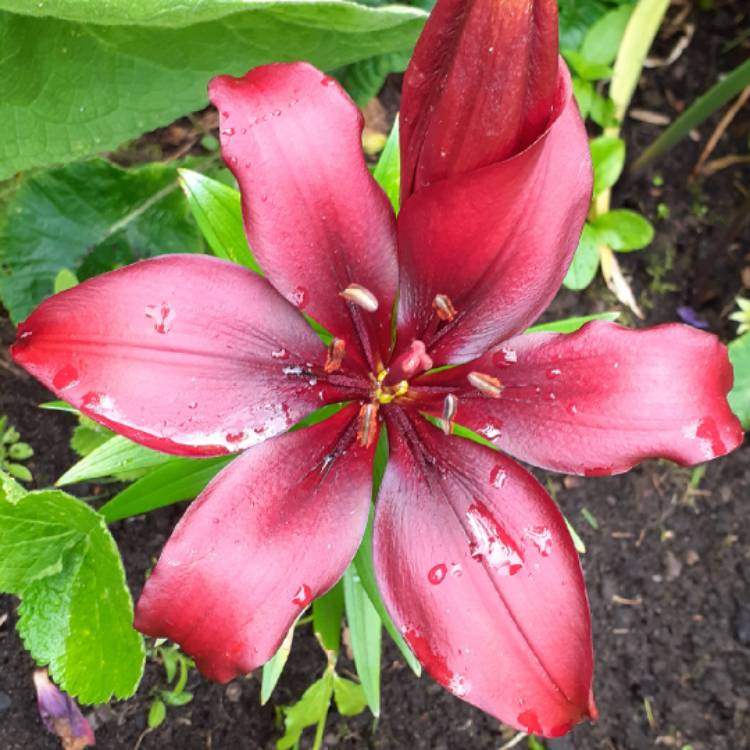 plant image 1604816