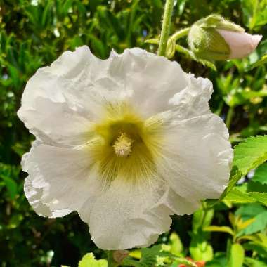 Alcea rosea  syn. Althaea rosea