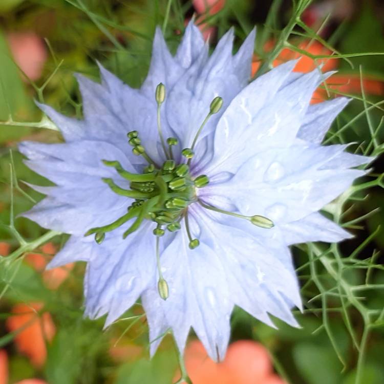 plant image 1615720 plant image 1615720