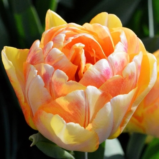 plant image 1620626
