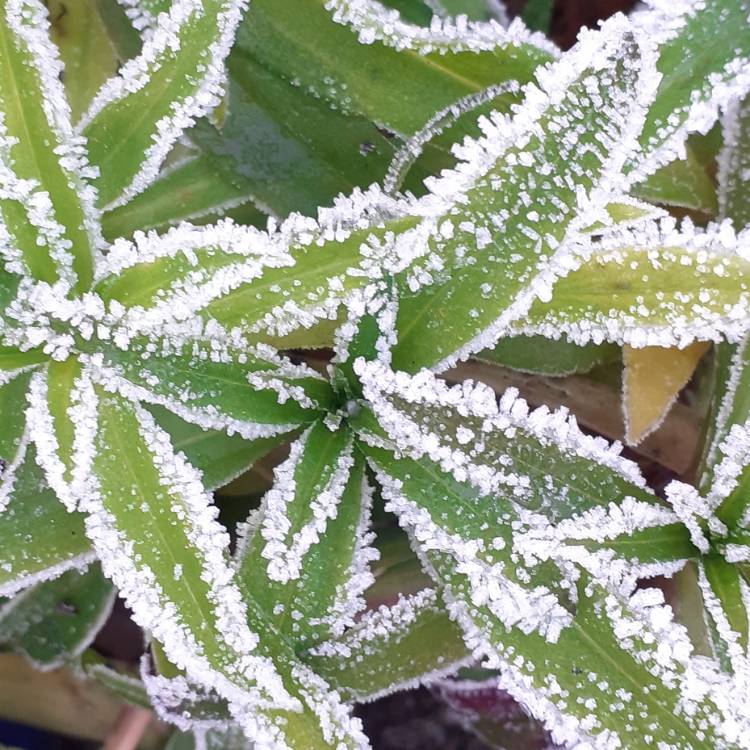 plant image 1641057