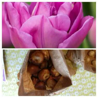 Tulipa