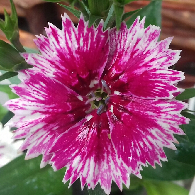 plant image 829064