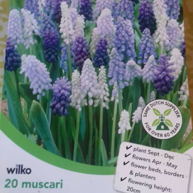 plant image 842657 plant image 842657
