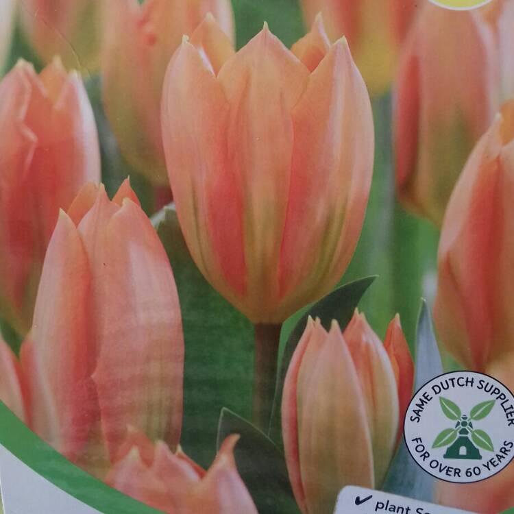 plant image 857262 plant image 857262