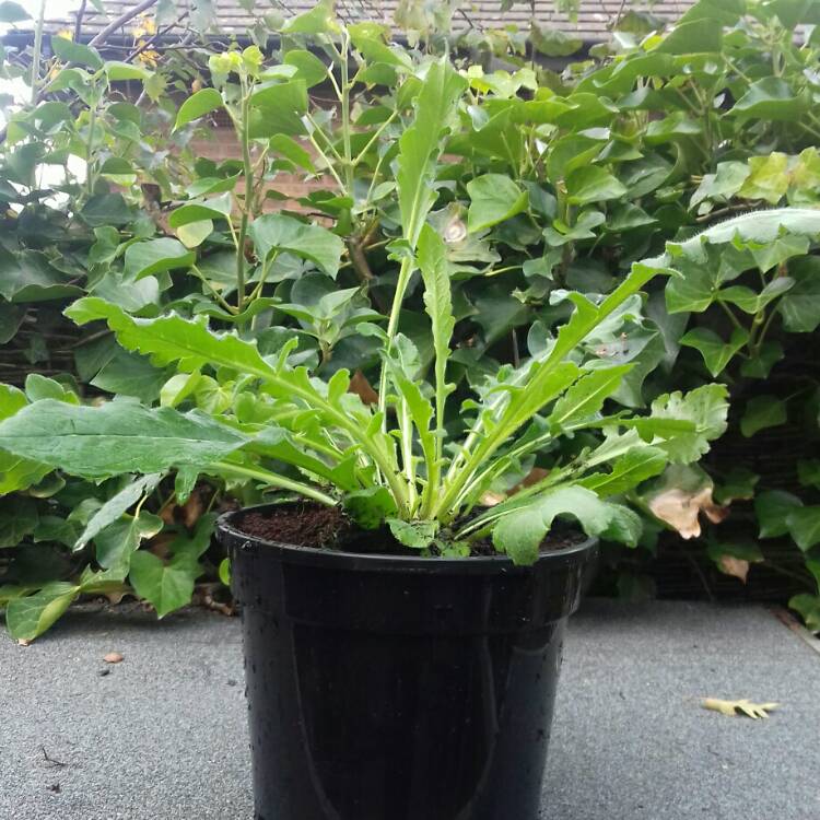 plant image 861832 plant image 861832