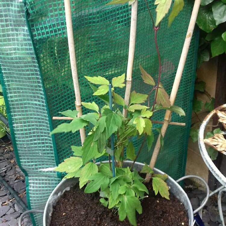 plant image 861835 plant image 861835