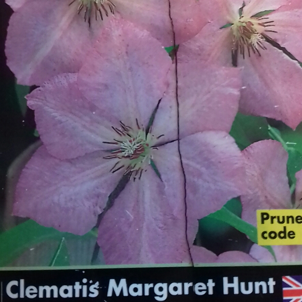 plant image 869259