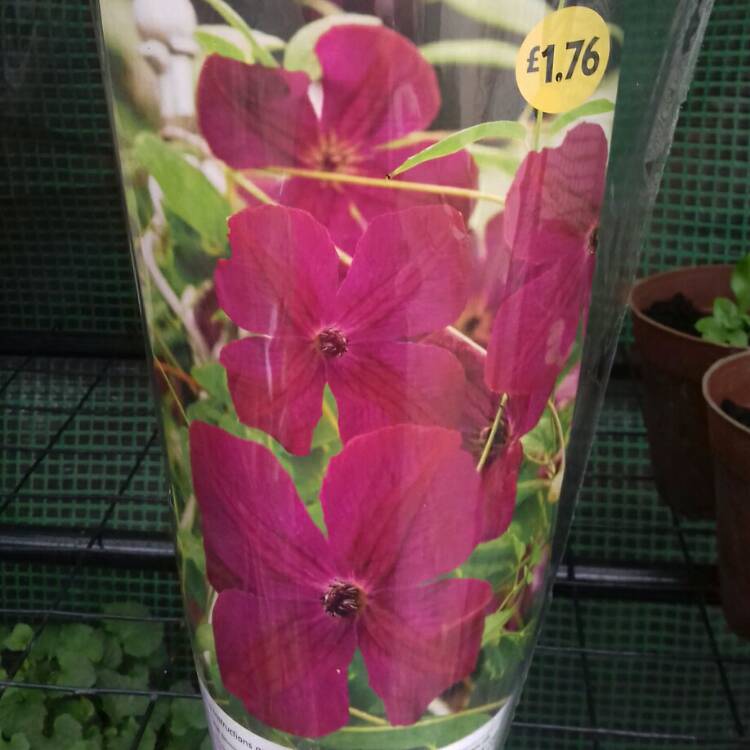 Plant image Clematis viticella 'Royal Velours'