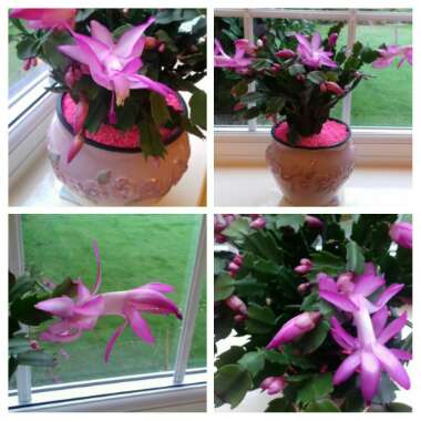 Schlumbergera truncata