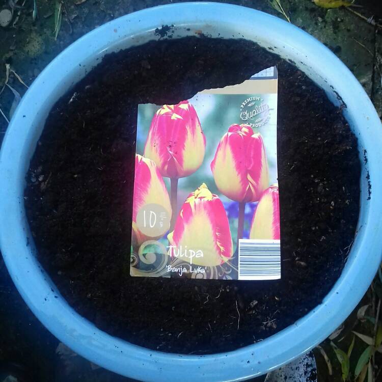 plant image 876177