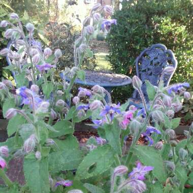 Borago officinalis
