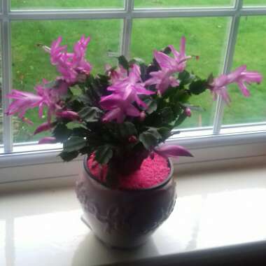 Schlumbergera truncata
