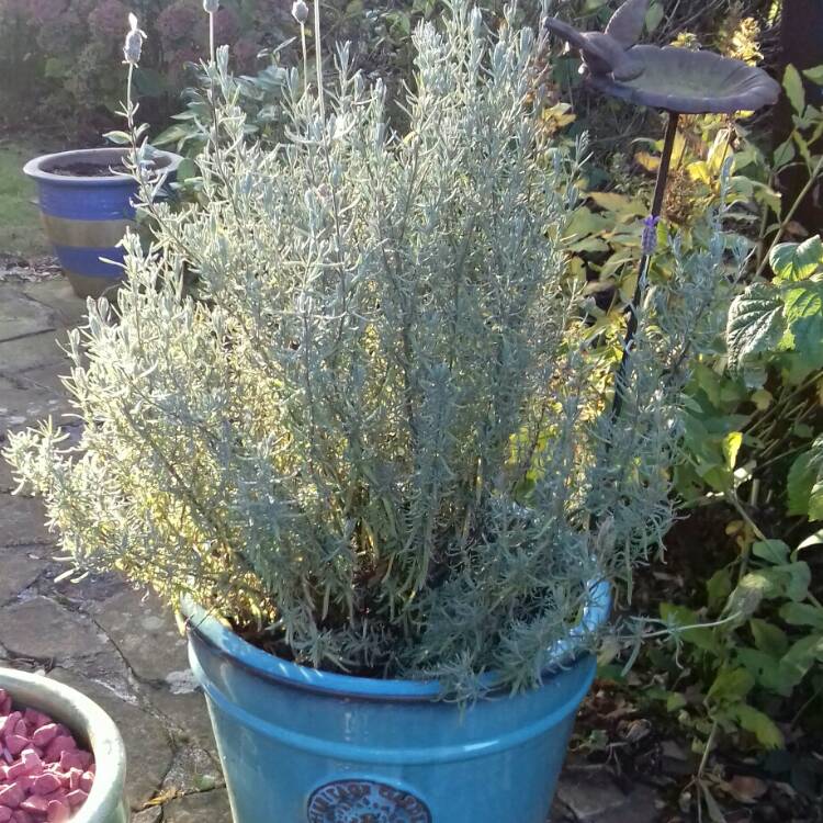 plant image 883612