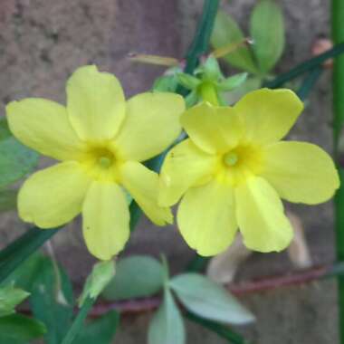 Jasminum nudiflorum