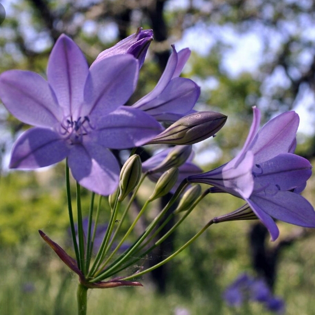 Plant image Brodiaea elegans