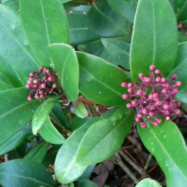 plant image 901415