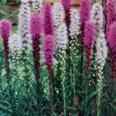 Liatris spicata