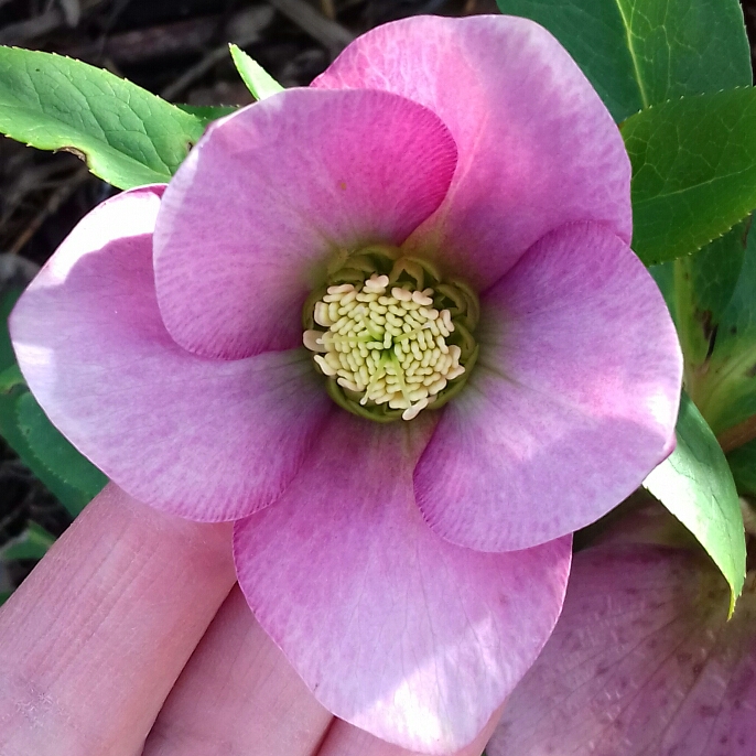 plant image 942081