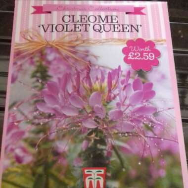 Cleome hassleriana 'Violet Queen'