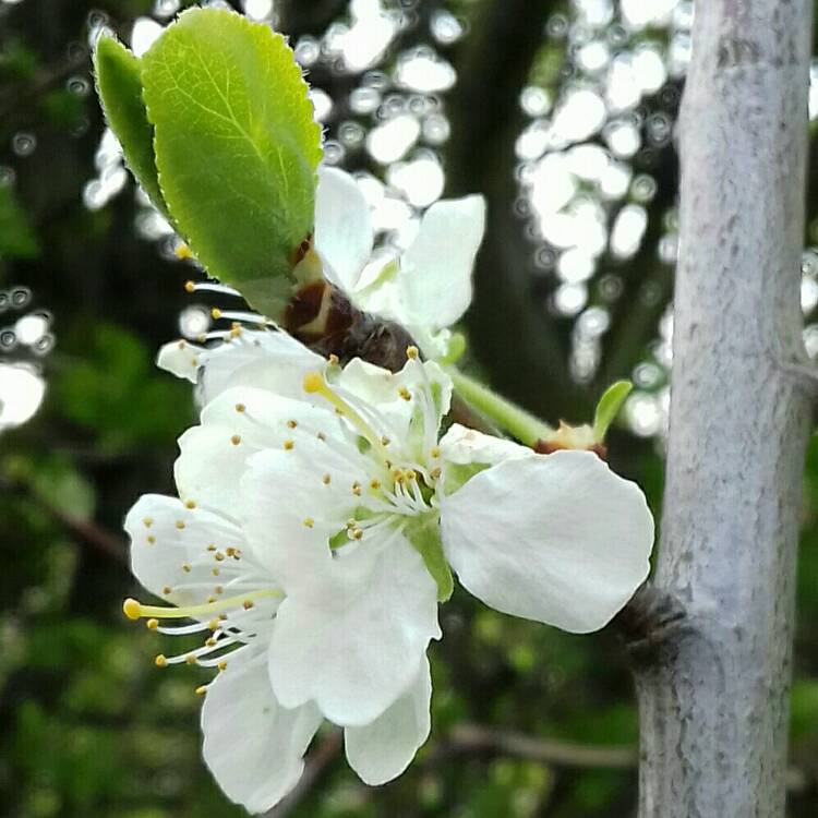 Plant image Prunus domestica 'Victoria'