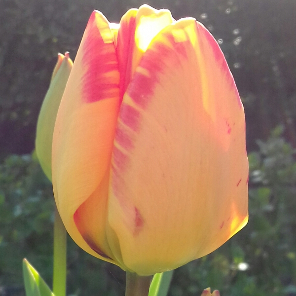 plant image 982706