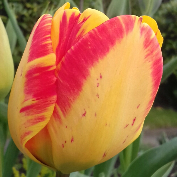 plant image 983166