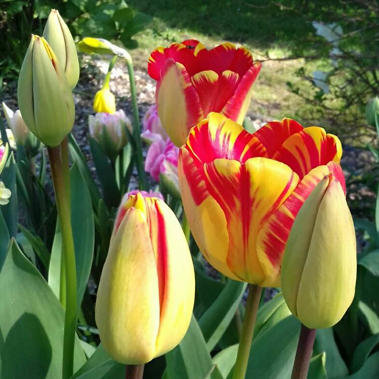 plant image 994532