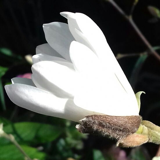 plant image 995430