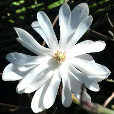 Magnolia stellata