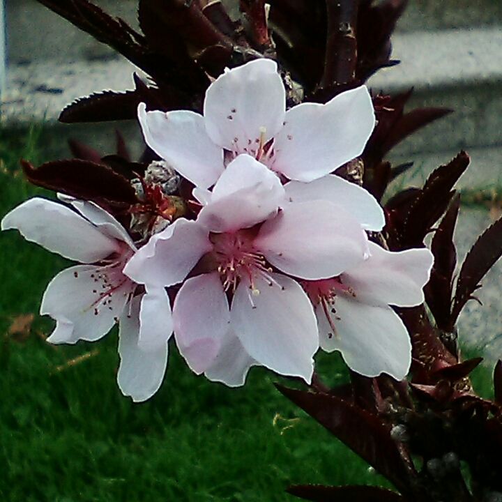 Plant image Prunus persica 'Crimson Bonfire'