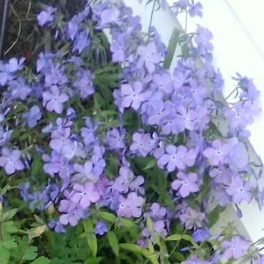 Phlox